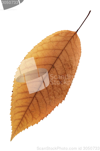 Image of isolation of a beautiful faded cherry leaf