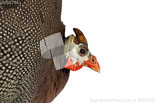 Image of guinea hen isolated portrait