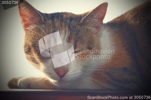 Image of portrait of a domestic cat with vintage effect