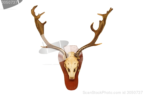 Image of old fallow deer stag hunting trophy