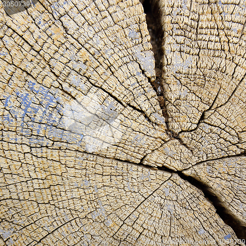 Image of section on an old oak beam