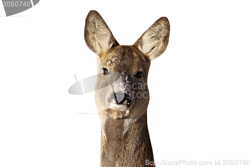 Image of roe deer doe portrait