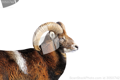 Image of big mouflon ram portrait over white