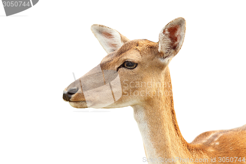 Image of isolated portrait of deer hind
