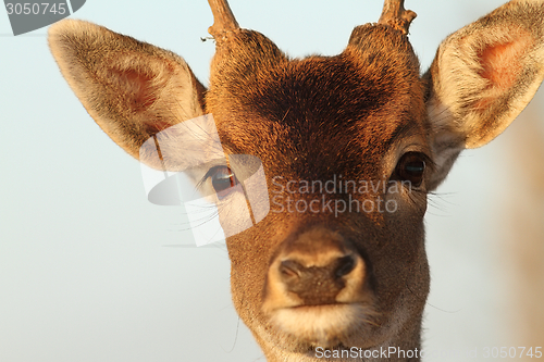 Image of funny portrait of deer buck