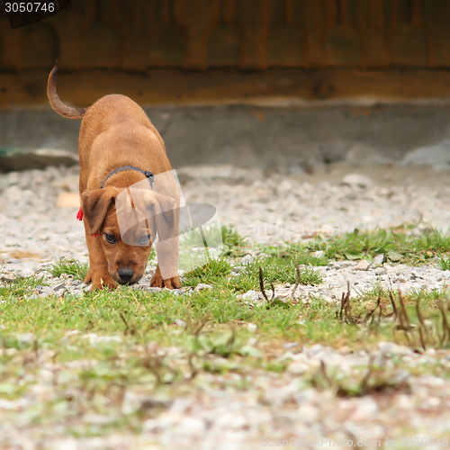 Image of young hunting dog in training