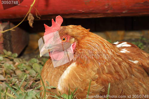 Image of hen near farm barn