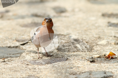 Image of male chaffinch on park alley