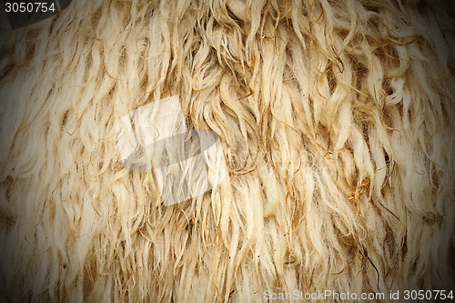 Image of long sheep fur