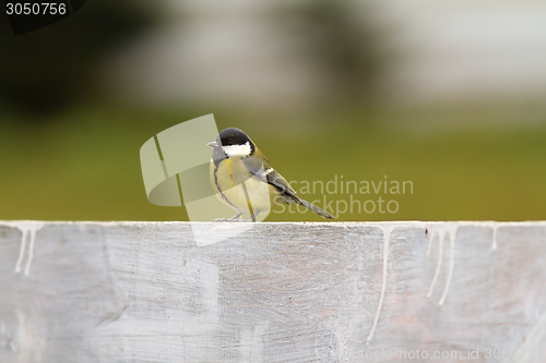 Image of great tit on the fence