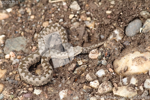 Image of small vipera ammodytes