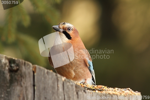 Image of european jay on a feeder stump