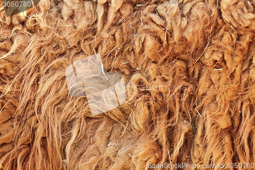 Image of lama glama textured fur detail