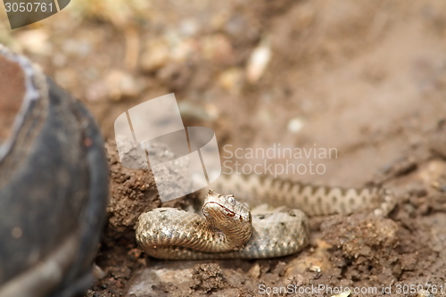 Image of bootboot walking towards sand viper