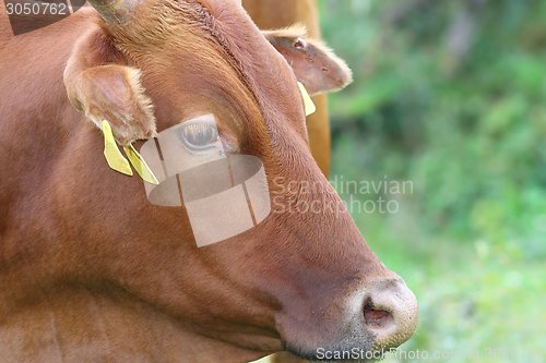 Image of portrait of a zebu cow
