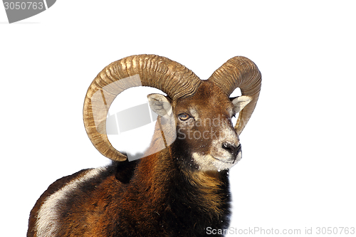 Image of mouflon ram portrait