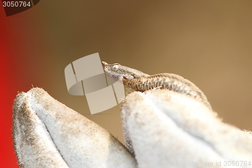 Image of nose horned viper on a glove