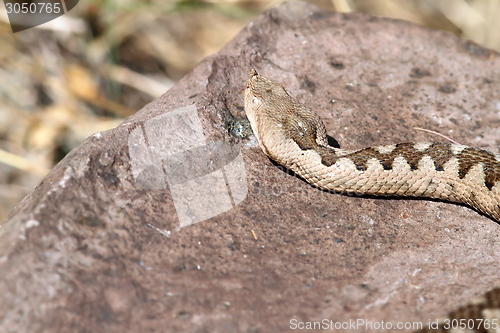 Image of big female european nose horned viper