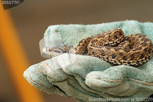 Image of meadow viper in glove