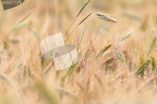 Image of wheat field detail