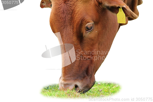 Image of isolated zebu grazing 