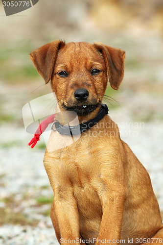 Image of young hunting dog looking at camera