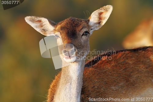 Image of fallow deer doe portrait looking at camera
