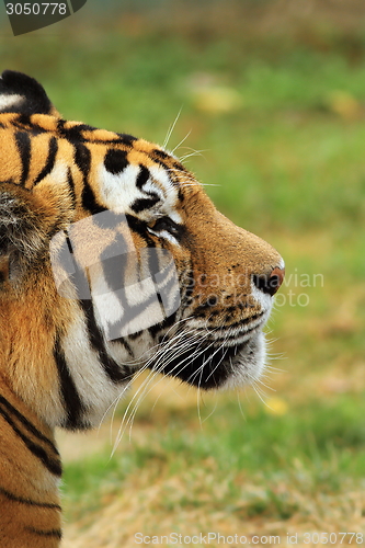 Image of beautiful tiger head closeup