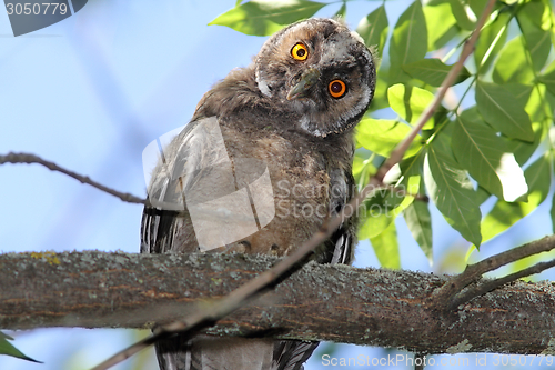 Image of funny owl on branch