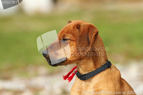 Image of hungarian hunting dog outdoor portrait