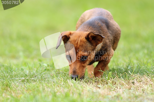 Image of mongrel dog in the field