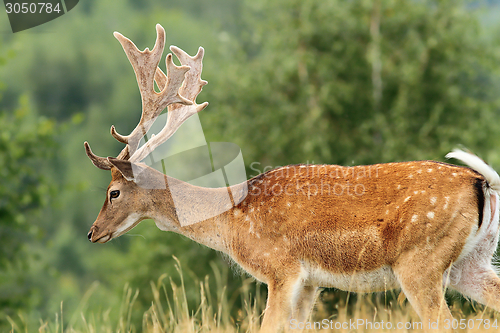 Image of beautiful fallow deer buck