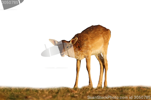 Image of fallow deer calf on white