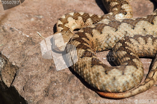 Image of large adult vipera ammodytes