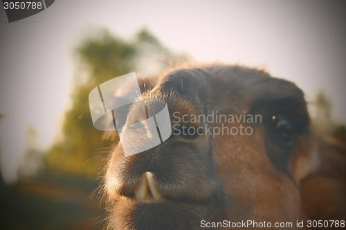 Image of closeup of llama teeth with vintage effect