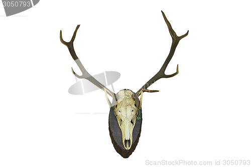 Image of red deer stag hunting trophy for wall mounting