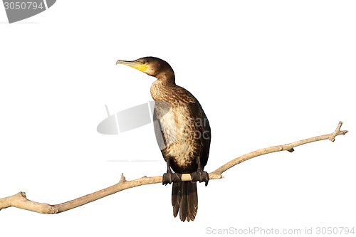 Image of isolated great cormorant