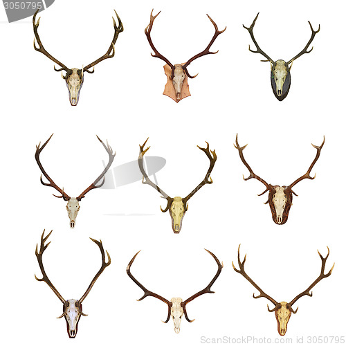 Image of collection of red deer trophies