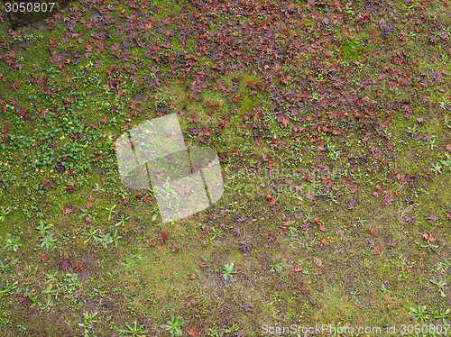 Image of Meadow grass