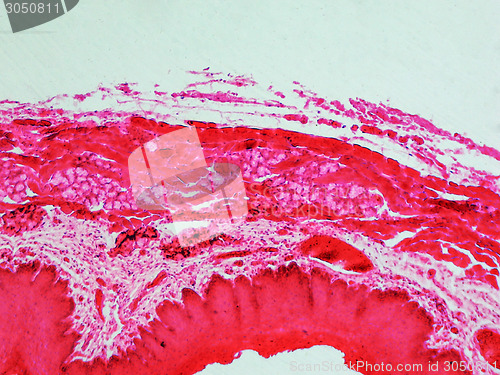 Image of Epithelium micrograph