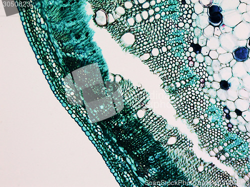 Image of Cotton stem micrograph