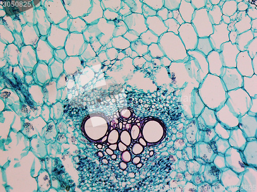 Image of Cucurbita stem micrograph