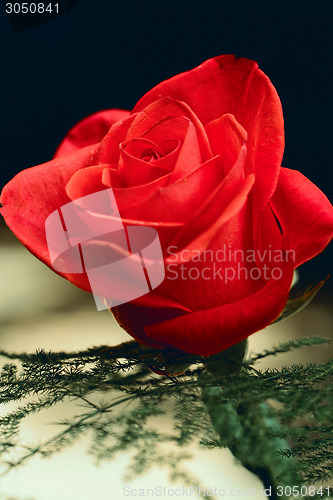 Image of Red Rose Blooming in Garden