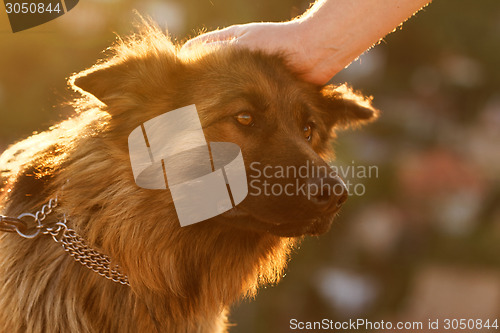 Image of German shepherd dog