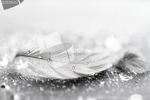 Image of White feather with water drops