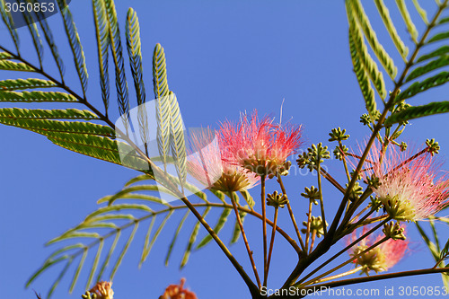 Image of Flowers of acacia