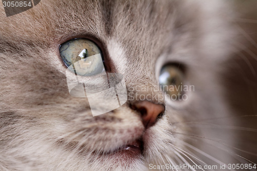 Image of Beautiful grey kitten