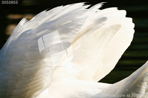 Image of Beautiful swan 