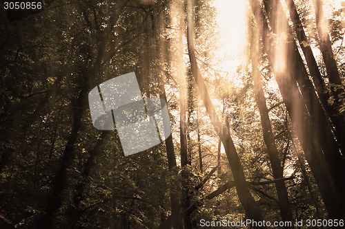 Image of Blurred trees background