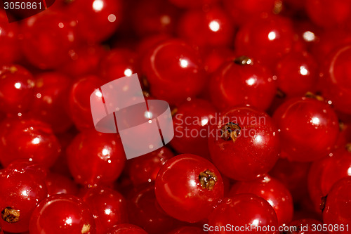 Image of Background red currants